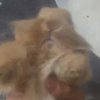 خرگوش لوپ