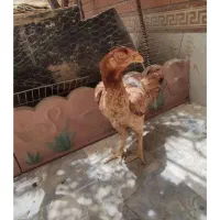 مرغ لاری معاوضه با گلین .و برهماتخم‌گذار