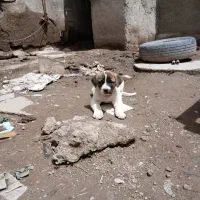 توله ماده الاش