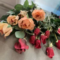 ۱۴ شاخه گل رز