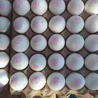 تخم مرغ از تولید به مصرف بدون شکسته تاریخ روز