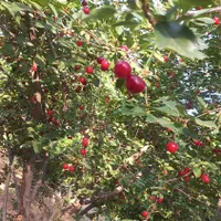 خانه باخ