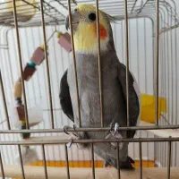 عروس هلندی نر