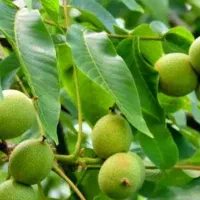 فروش ویژه نهال گردوی پیوندی