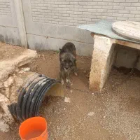 سگ لاس نگهبان