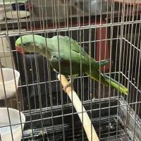 جوجه شاه طوطی اصل واسه سفارت