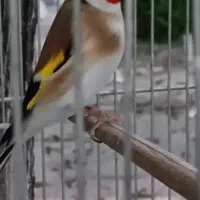 سهره کت واکن صلیبی