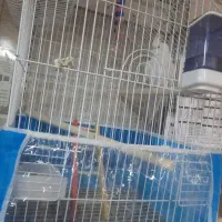 عروس البینو اهلی