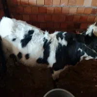 گوساله فروشی سالم و چاق