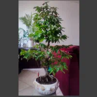 بنسای ممرز