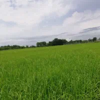 هزار متر زمین زراعی برنج با چاه