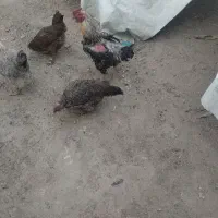 خروس دورگ لاری