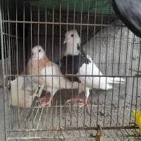 یک جفت کبوتر طوقی اصیل
