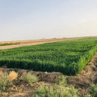 5-هکتار-کشاورزی-6دانگ