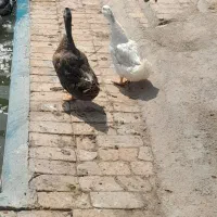 اردک