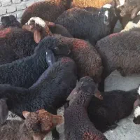 ۱۵ عددبره قره قزل نر و ماده با گوسفند معاوضه میکنم