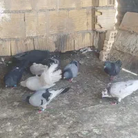 کبوتر