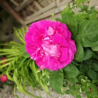 زمین-وباغ-بادرختان-گردو-در-برزک-کاشان
