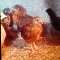 جوجه بوقلمون بلدرچین جوجه مرغ محلی