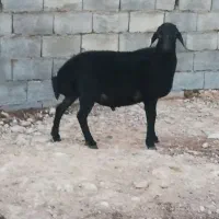 تخم بره موجوداست