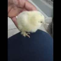تخم مرغ نطفه دار برهما