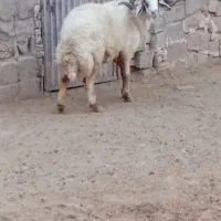 گوسفند وبره قوچ گاو بز گاومیش گاو