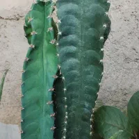 کاکتوس