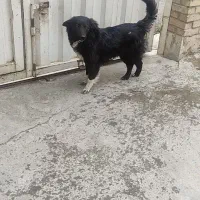 سگ ماده
