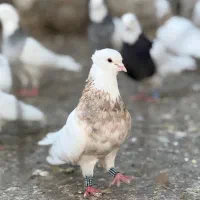 فروش یک جفت نر وماده اجری بدون عیب وخال اضافه