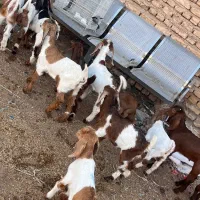 بز بزغاله پاکستانی