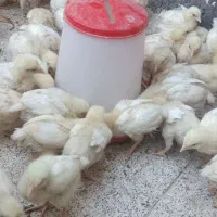 جوجه گوشتی و جوجه گلپایگان