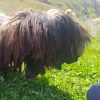 بره قوچ