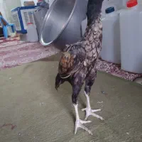 3نیم ماه