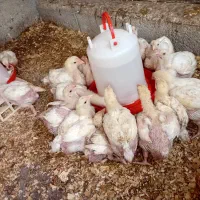 جوجه راس یک ماهه