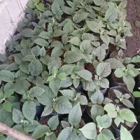 نهال کیوی خیاری