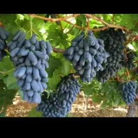 فروش نهال بادام دیرگل پسته صنوبر میوه در نهالستان