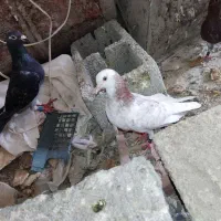 فروشی یا مامله با مرغ خوب در خدمت دوستان هستم