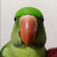 جوجه شاه طوطی شاه تخم
