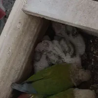 چهارعددجوجه طوطی گرنچیک سرلاک هم برافروش دارم