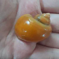 تعدادی حلزون سیب