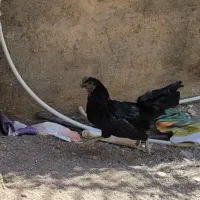 خروس ایام سمانی
