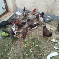 بچه خروس محلیتعدا