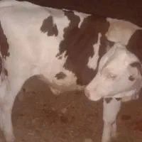 گوساله سمنتال وزن ۱۷۰ تا ۱۸۰ کیلو است