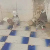 دو جوفت کفتر فروشی