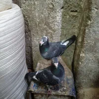 نر و ماده پلنگ