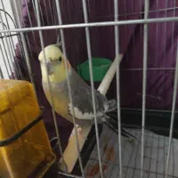 عروس هلندی سخنگو دستی