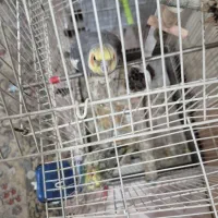 فروش عروس هلندی