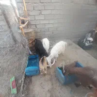 شش عددبزوبزغاله