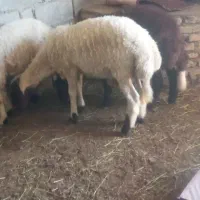بره نر  قربانی چاق