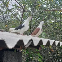 کبوتر پرشی  خط خونی امتحان پس داده